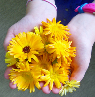 Ringelblumensalbe selbst herstellen